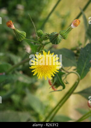 Le tournesol sauvage jaune, Da quy fleur tournesol Mexique nom également. La lumière naturelle du matin. Billet à Dalat, Vietnam en 7e décembre, 2012. Banque D'Images