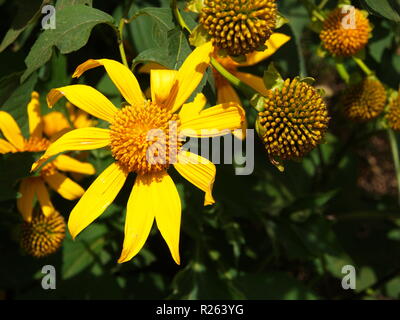 Le tournesol sauvage jaune, Da quy fleur tournesol Mexique nom également. La lumière naturelle du matin. Billet à Dalat, Vietnam en 7e décembre, 2012. Banque D'Images