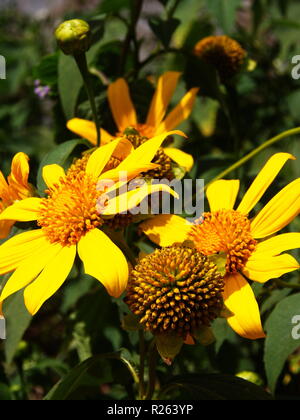 Le tournesol sauvage jaune, Da quy fleur tournesol Mexique nom également. La lumière naturelle du matin. Billet à Dalat, Vietnam en 7e décembre, 2012. Banque D'Images