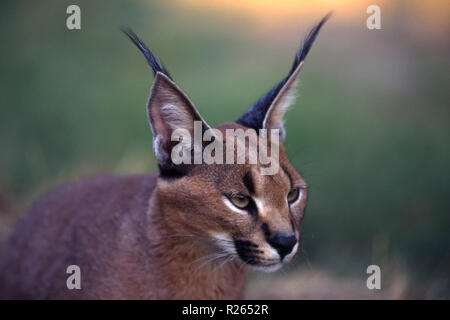 Caracal caracal (Félix), Maun, Ngamiland, Botswana, Africa Banque D'Images