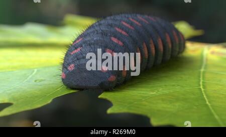 Big caterpillar noir avec des points rouges feuilles manger 3D render Banque D'Images