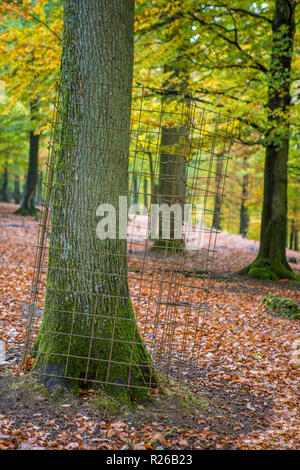 Protège-arbre en métal autour du tronc d'arbre en automne Banque D'Images