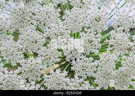 Semence de la berce du Caucase, vue du dessus, la floraison, au début de l'été. Plante dangereuse, elle phytophotodermatitis sap de causes, résultat des boursouflures et lastin Banque D'Images