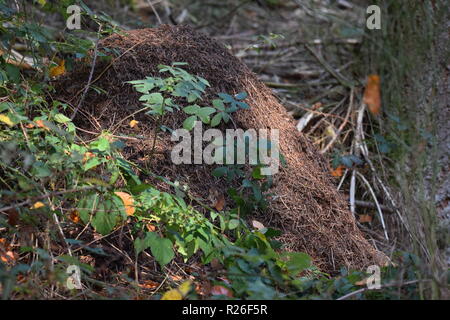 Le long de la bordure de forêt fourmilière fourmilière, à l'intérieur de la forêt de pin, Banque D'Images