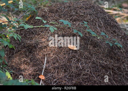 Le long de la bordure de forêt fourmilière fourmilière, à l'intérieur de la forêt de pin, Banque D'Images