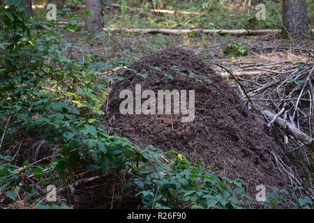 Le long de la bordure de forêt fourmilière fourmilière, à l'intérieur de la forêt de pin, Banque D'Images