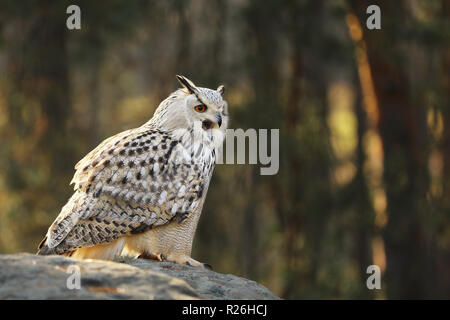 Le Grand-duc (Bubo bubo) est une espèce d'eagle-owl qui réside dans l'Eurasie. Banque D'Images