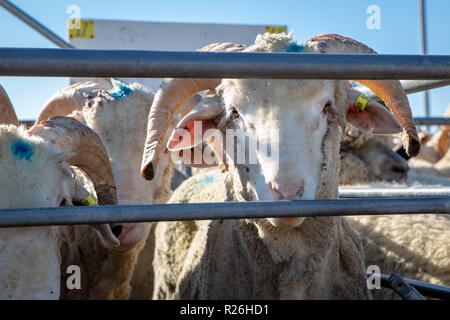 Les jeunes mérinos cornu en attente dans les stylos à vendre aux enchères lors de la vente de moutons en Nouvelle-Zélande, Coalgate Banque D'Images