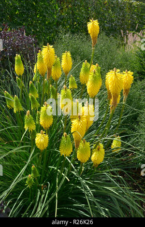 Close up of Kniphofia 'Bee's Lemon' dans une bordure de fleurs Banque D'Images