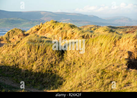 À la Combe Noire vers le nord de Walney réserve naturelle sur l'Île Walney, Cumbria, UK. Banque D'Images