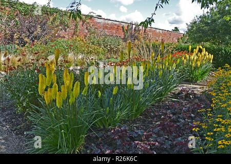 Frontière coloré de fleurs avec Kniphofia, dans un pays jardin clos Banque D'Images