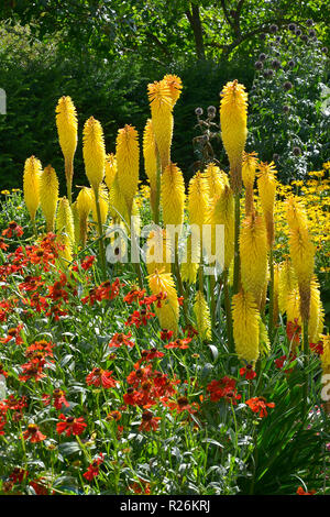 Frontière coloré de fleurs avec Kniphofia, Heleniums et Rudbeckia dans un pays jardin Banque D'Images