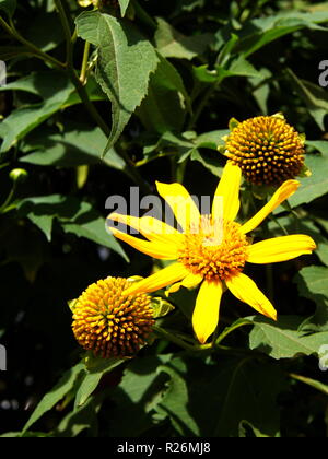 Le tournesol sauvage jaune, Da quy fleur tournesol Mexique nom également. La lumière naturelle du matin. Billet à Dalat, Vietnam en 7e décembre, 2012. Banque D'Images