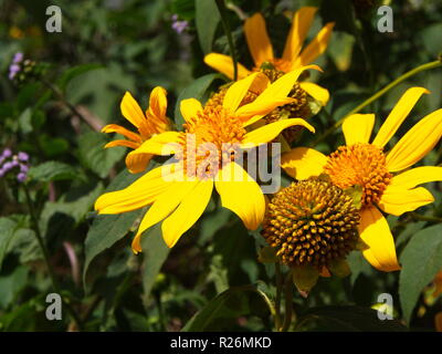 Le tournesol sauvage jaune, Da quy fleur tournesol Mexique nom également. La lumière naturelle du matin. Billet à Dalat, Vietnam en 7e décembre, 2012. Banque D'Images