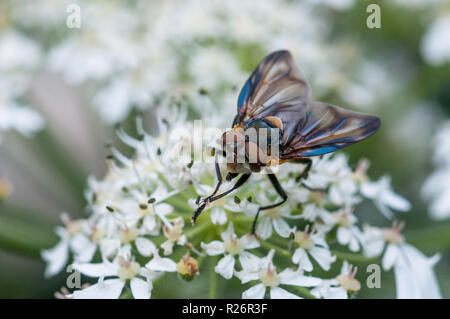 La tachinaire Phasia hemiptera sur la berce laineuse (Hearcleum sphondylium) Banque D'Images