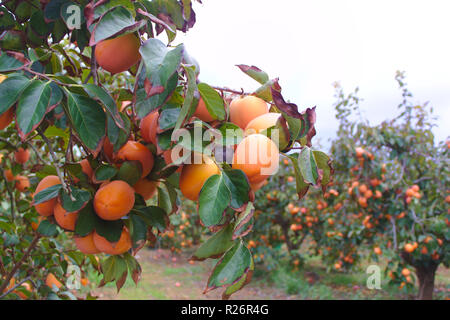 En premier lieu, nous voyons un arbre à partir d'un champ de kakis de la Ribera del Xúquer en pleine production. Banque D'Images