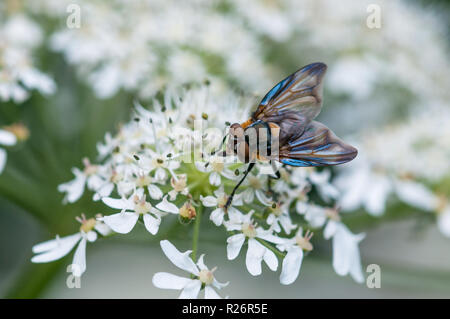 La tachinaire Phasia hemiptera sur la berce laineuse (Hearcleum sphondylium) Banque D'Images