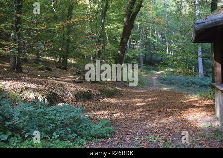 Une cabane en bois, un lieu de repos au cours de journée de randonnée dans la forêt d'automne au pied de la haute forêt dans la campagne de la Sarre. Banque D'Images