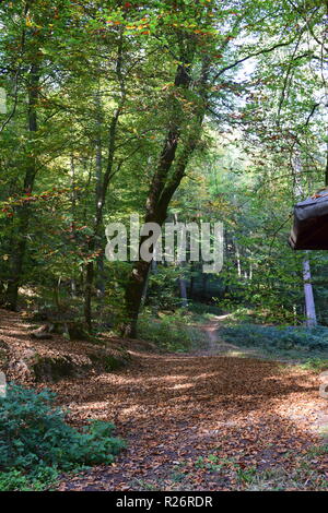 Une cabane en bois, un lieu de repos au cours de journée de randonnée dans la forêt d'automne au pied de la haute forêt dans la campagne de la Sarre. Banque D'Images