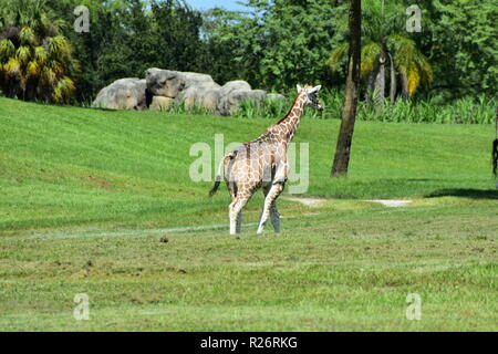 Tampa, Floride. 05 octobre, 2018. Girafe marche à travers pré vert à Bush Gardens Theme Park. Banque D'Images