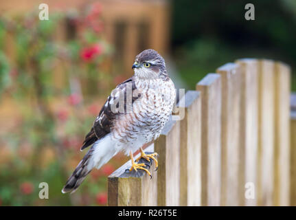 Un mâle immature, le canard huppé (Accipiter nisus) sur une porte de jardin à Ambleside, Royaume-Uni. Banque D'Images