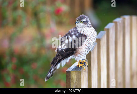 Un mâle immature, le canard huppé (Accipiter nisus) sur une porte de jardin à Ambleside, Royaume-Uni. Banque D'Images