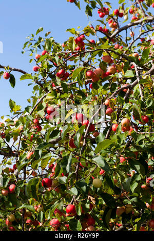 Un grand nombre de petites pommes sauvages rouge savoureux pas parmi les feuilles vertes, le contraste sur la nature à la fin de l'été Banque D'Images