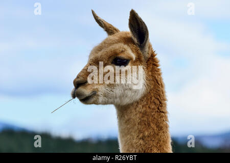 Gros plan de Vicuna, Highland Wildlife Park, Kincraig, Kingussie, Écosse, ROYAUME-UNI Banque D'Images