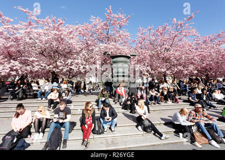 Stockholm, Suède - 21 Avril 2015 : Floraison des Cerisiers Japonais dans le parc avec des gens enjoing Kungstradgarden au printemps. Banque D'Images