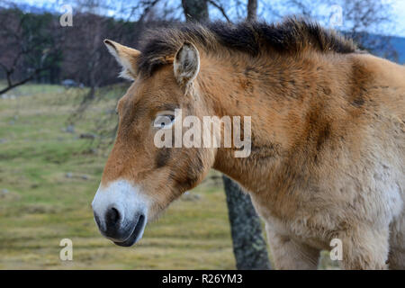 Close up of Przewalski, Highland Wildlife Park, le Kincraig, Kingussie, Scotland, UK Banque D'Images