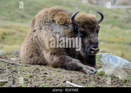 Bison d'Europe, Highland Wildlife Park, le Kincraig, Kingussie, Scotland, UK Banque D'Images