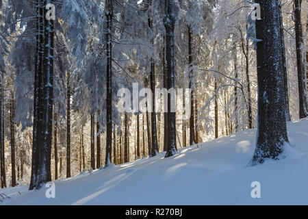 Pins couverts de neige le soir glacial. Magnifique panorama d'hiver des Carpates, Roumanie Banque D'Images