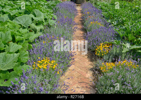 Sentier bordé de lavande dans un jardin potager Banque D'Images