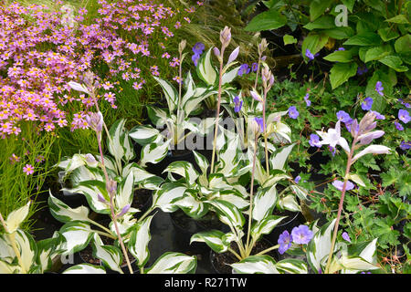 Les petits Hostas en pot 'Fire and Ice' attendent d'être plantés Banque D'Images