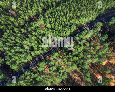 Très belle route à travers la forêt de pins à feuilles persistantes sur la journée ensoleillée. Eco tourisme et voyage concept. Drone aérien virew Banque D'Images