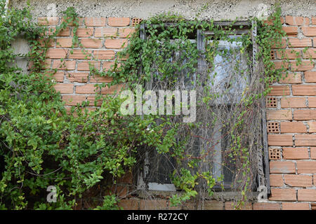 Fenêtre avec lierre vert envahi par des plantes rampantes. Maison abandonnée de l'extérieur. Banque D'Images