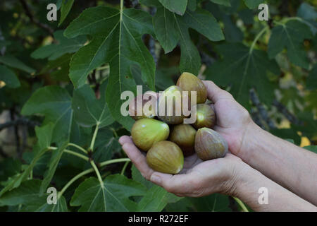 Les feuilles de figuier et mains tenant le fruit mûr fraîchement coupé. Banque D'Images