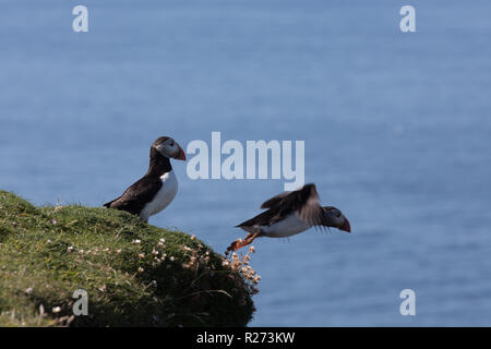 Les macareux moines sur Fair Isle, Shetland, UK Banque D'Images