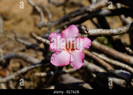 Arbre bouteille (Adenium obesum - rose du désert) sur la côte rocheuse de la mer d'Oman, Dhofar, région de l'Oman. Banque D'Images