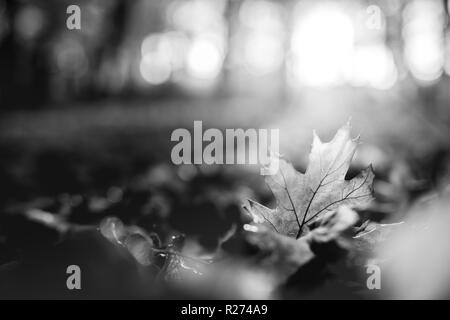 Résumé automne chute feuilles d'érable fond naturel. Gros plan nature en noir et blanc, artistique Banque D'Images