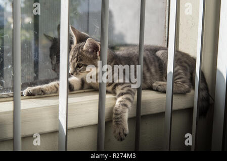 Rayé gris bébé chaton tabby accroché une patte dans le vide alors que sur la fenêtre inclinée sil. Banque D'Images