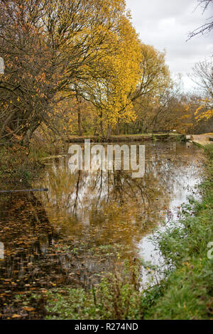 L'automne dans Daisy Nook Banque D'Images