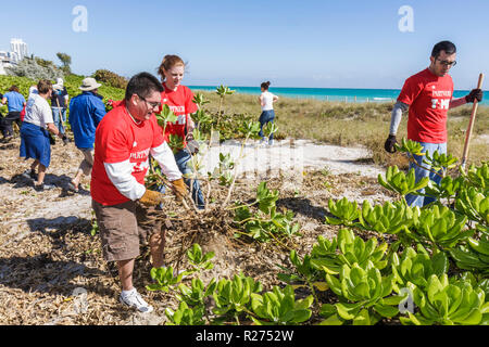 Miami Beach Florida,Fondation Surfrider,exotique,espèces envahissantes,Océan Atlantique,eau,plage publique,enlèvement des plantes,littoral,dune de sable,bénévole Banque D'Images