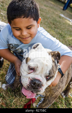 Miami Florida, Legion Park, chiens sur la passerelle, chiens, mode, tendance, luxe, tendance, Bulldog anglais, museau court, hispanique latin Latino ethnie imm Banque D'Images