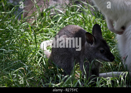 Le wallaby à cou rouge Joey est à côté de sa mère Banque D'Images