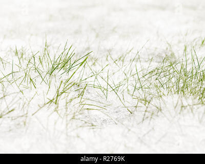 La première herbe forêt briser la neige sous la lumière du soleil Banque D'Images