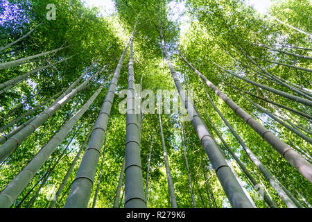 Grands arbres du bambou sauvage à Kyoto au Japon Banque D'Images