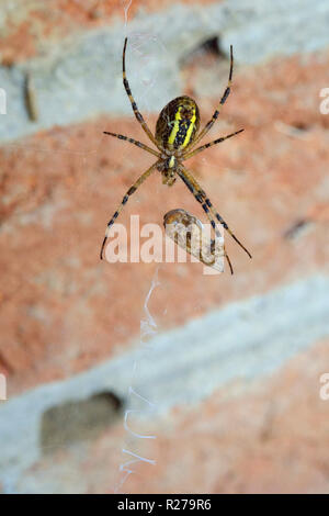 Noir et jaune jardin araignée argiope aurantia rétractable un insecte capturé dans son site web zala hongrie Banque D'Images