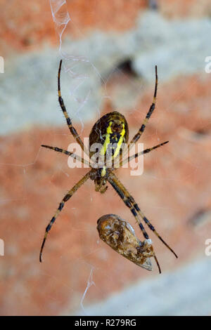 Noir et jaune jardin araignée argiope aurantia rétractable un insecte capturé dans son site web zala hongrie Banque D'Images