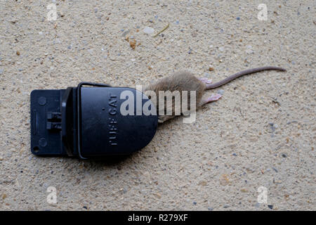 Petite souris pris dans une souricière dans maison rurale dans la région de zala en Hongrie Banque D'Images